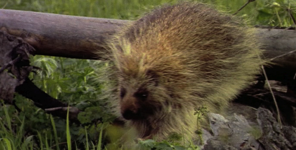 Porcupine Close Up 3