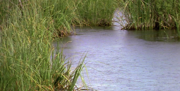 Rain Falling on Swamp alt