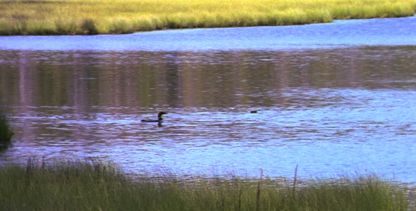 Loon on Swamp