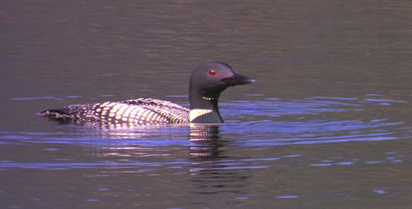 Loon Diving 2