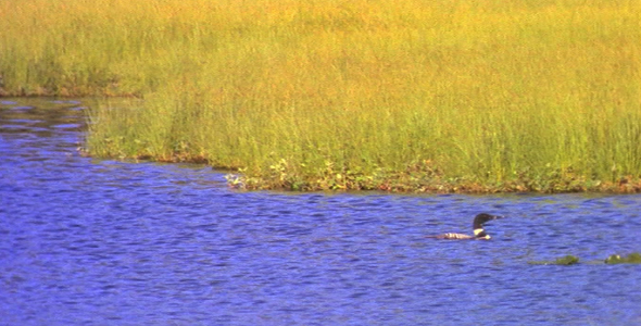 Loon Looking for Food