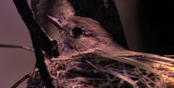 Tiny Songbird on Nest 2