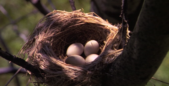 Nest With Eggs