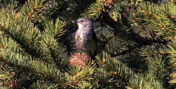 Yellow Rumped Warbler in Pine Tree 2