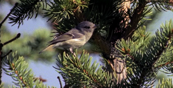 Female Ruby Crowned Kinglet 3