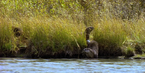 Otters on Riverbank 3
