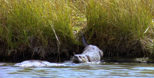 River Otters Hunting in the River
