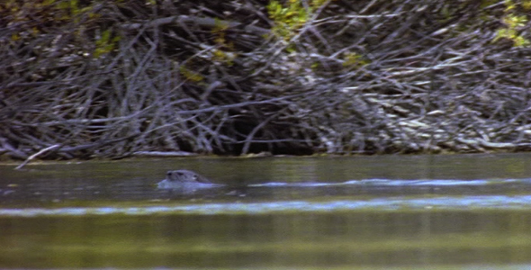 River Otter Swimming