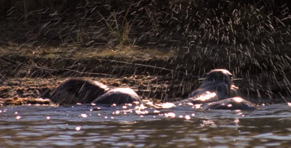 Otters Splashing in River