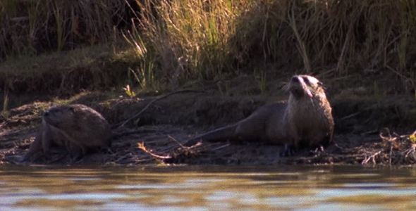 Two Otters on the Bank 2