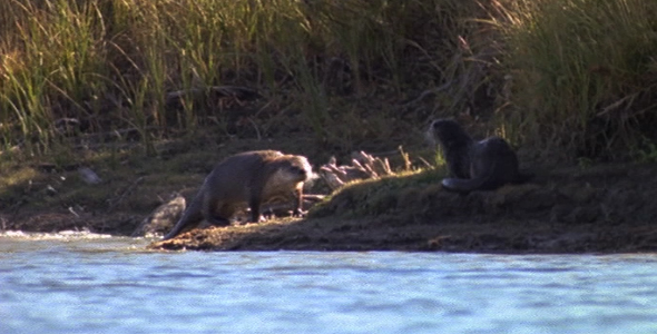 River Otter With Fish