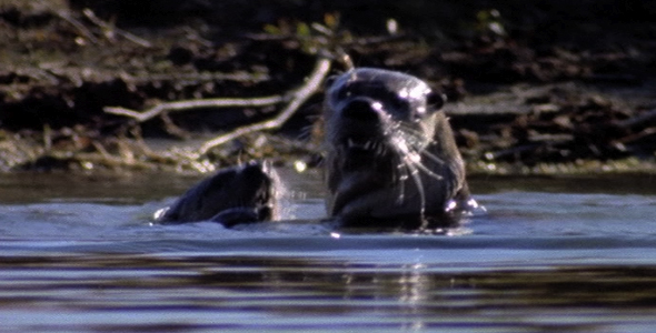 Close Up of Otters Playing