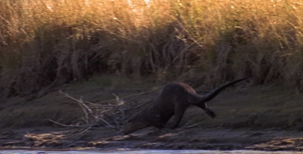 River Otter Running Along Riverbank