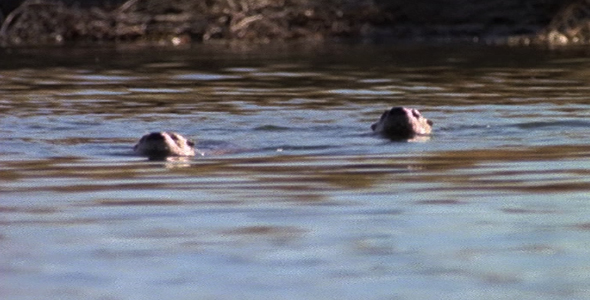 Diving River Otters