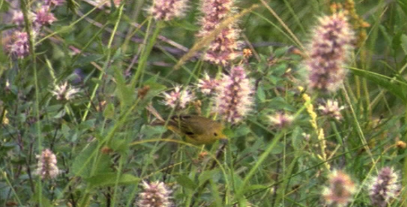 Yellow Warbler Gleaning for Insects