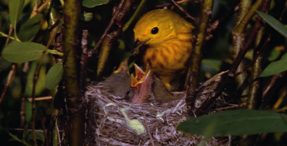 Warbler Feeding Chicks in Nest 2