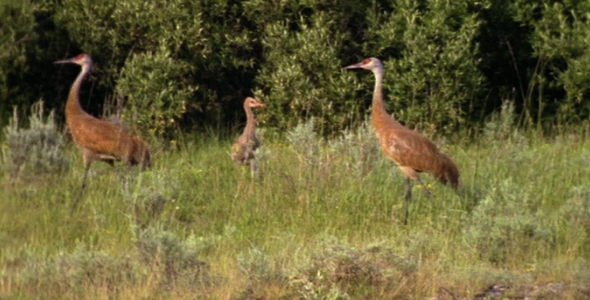 Family of Sandhill Cranes