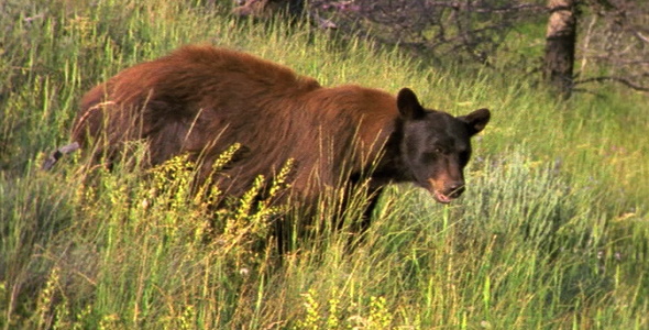 Black Bear Eating Wildflowers