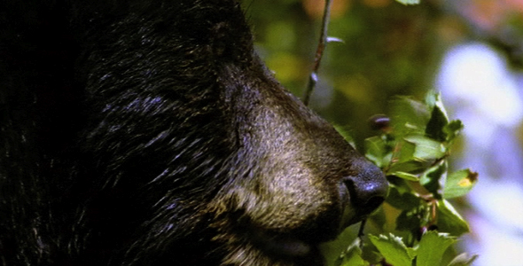 Black Bear Eating Berries 5