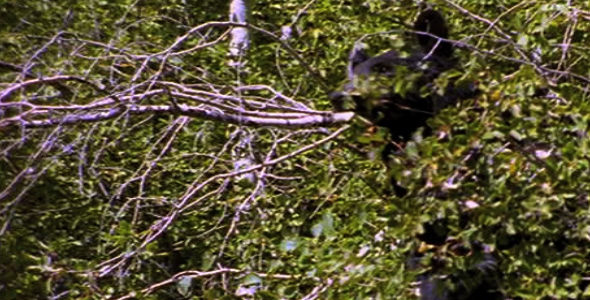 Black Bears in Trees