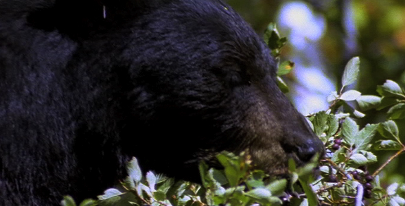 Black Bear Eating Berries 6