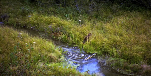 Bear Cub Crosses Stream