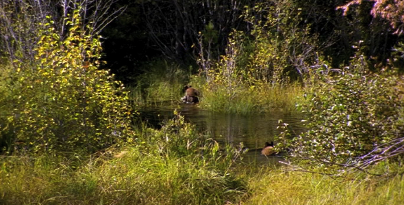 Two Bears Cross a Marsh