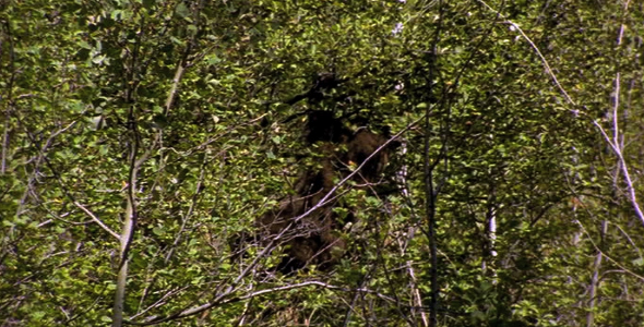 Bear Cub in Tree 