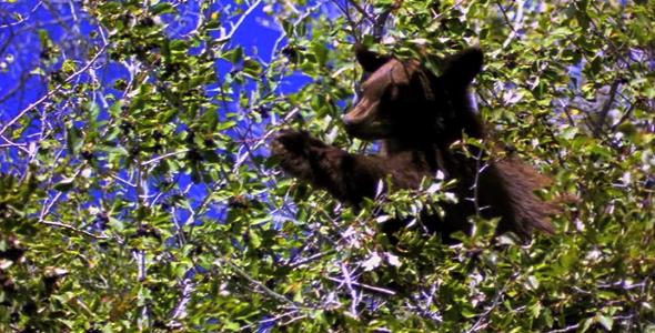 Bear in a Tree Eating Berries 3