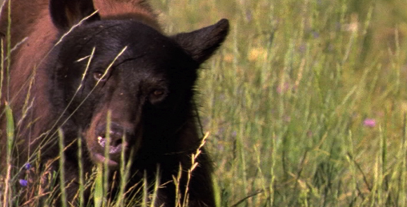 Close up of Black Bear