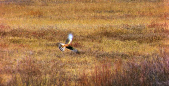 Hawk makes a Catch