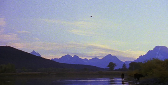 Moose with Osprey Overhead