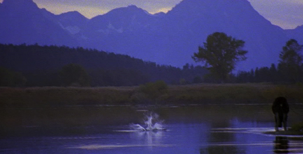 Osprey Startles Moose alt