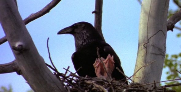 Close up of Raven on Nest
