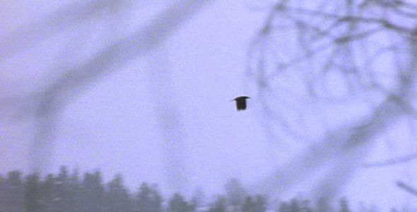 Raven Flying in Winter