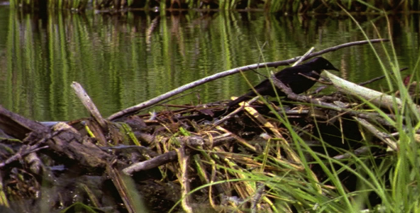 Brewer's Blackbird on Beaver Dam