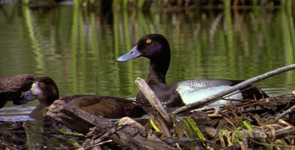 Breeding Pair of Lesser Scaups