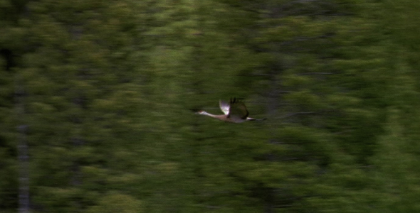 Sandhill Crane Flying By