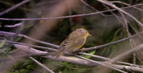 Yellow Warbler