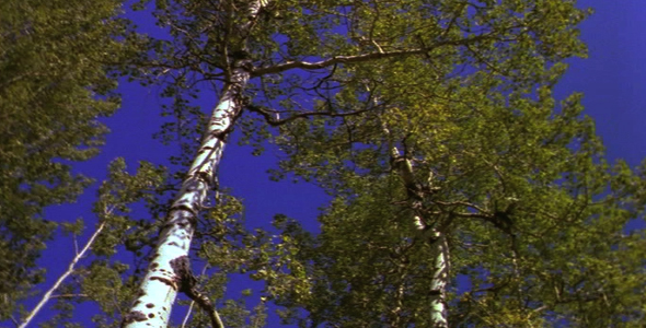 Pan of Treetops, Looking Up