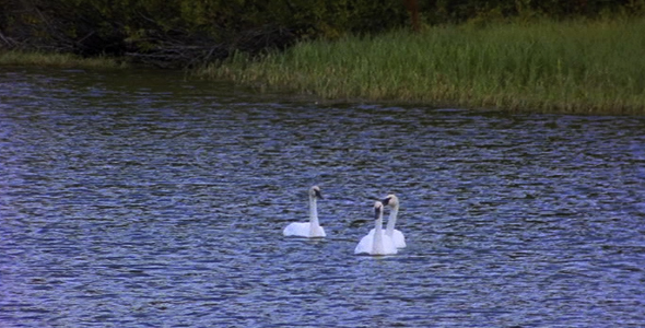 Swans on a Pond