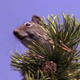 Douglas Squirrel Harvesting Pine Cones - VideoHive Item for Sale
