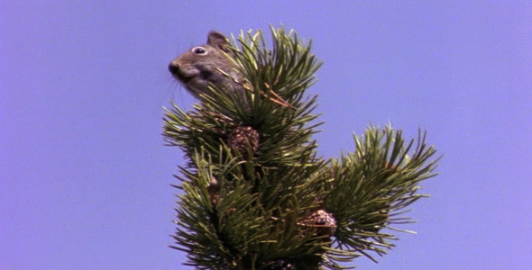 Douglas Squirrel Harvesting Pine Cones