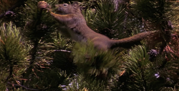 Douglas Squirrel in Tree