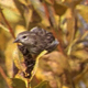 Finch on Dried Branch - VideoHive Item for Sale