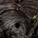 Wasp Nest - VideoHive Item for Sale