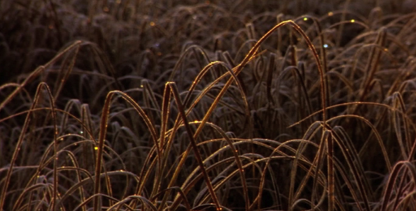 Frosty Grass Glinting