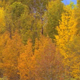 Quaking Aspens in the Fall - VideoHive Item for Sale
