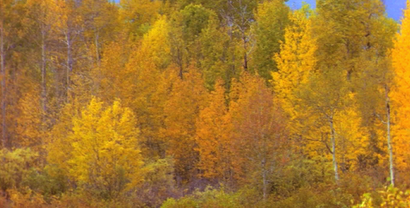 Quaking Aspens in the Fall