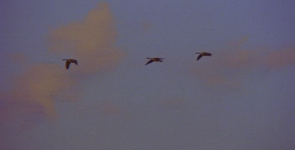 Geese Flying Overhead
